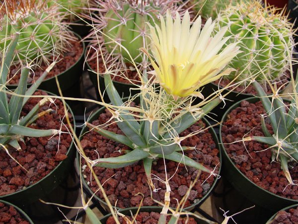 Leuchtenbergia _principis